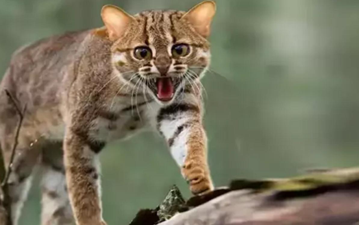 Bu ölkədə 2,5 milyon vəhşi pişik