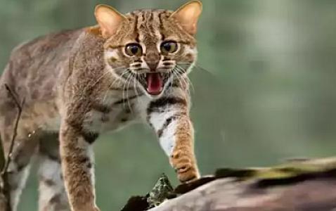 Bu ölkədə 2,5 milyon vəhşi pişik