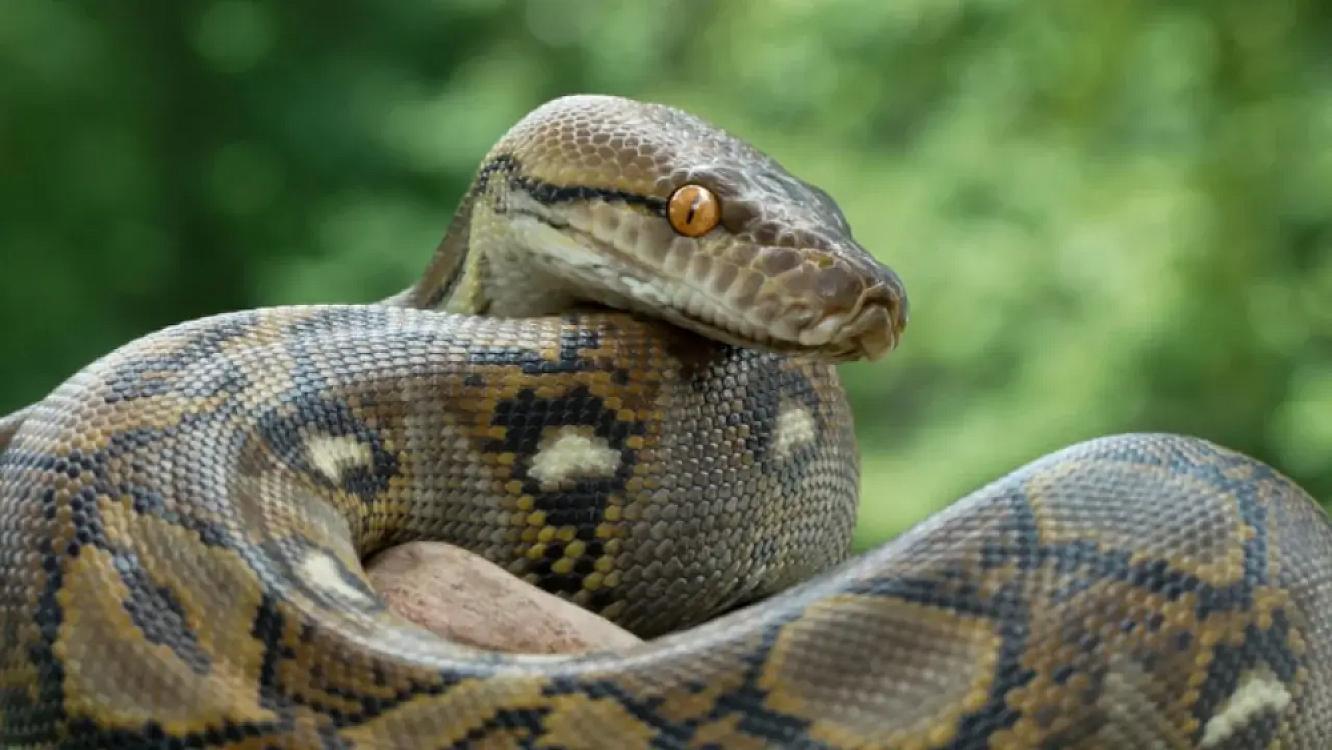 Nəhəng piton kişiyə hücum etdi –