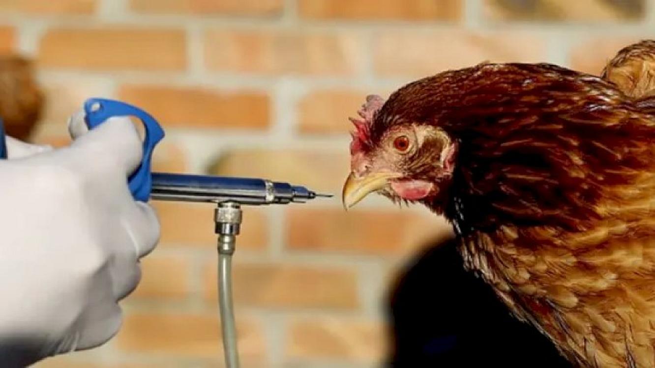 Quş qripi ilə bağlı 