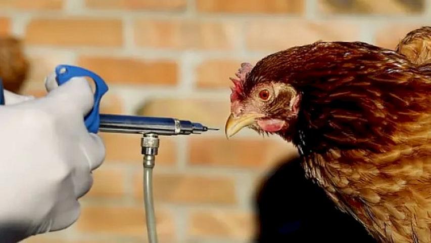 Quş qripi ilə bağlı 