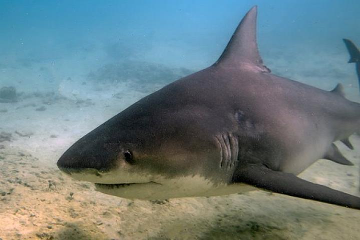 Delfinləri çəkən qızı köpək balığın