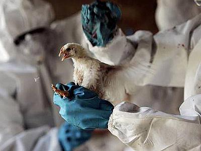 Mutasiya olunmuş quş qripi "COVID-19"dan daha