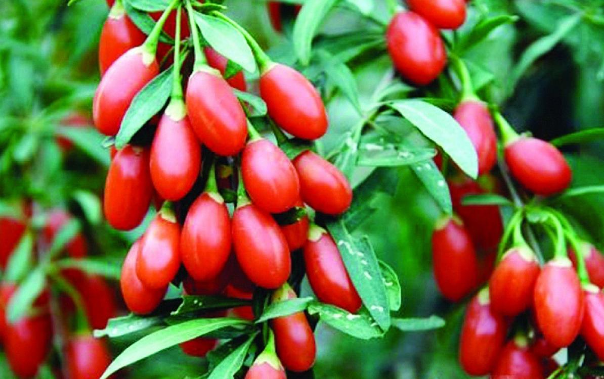 Bu giləmeyvə cavanlaşdırır, 