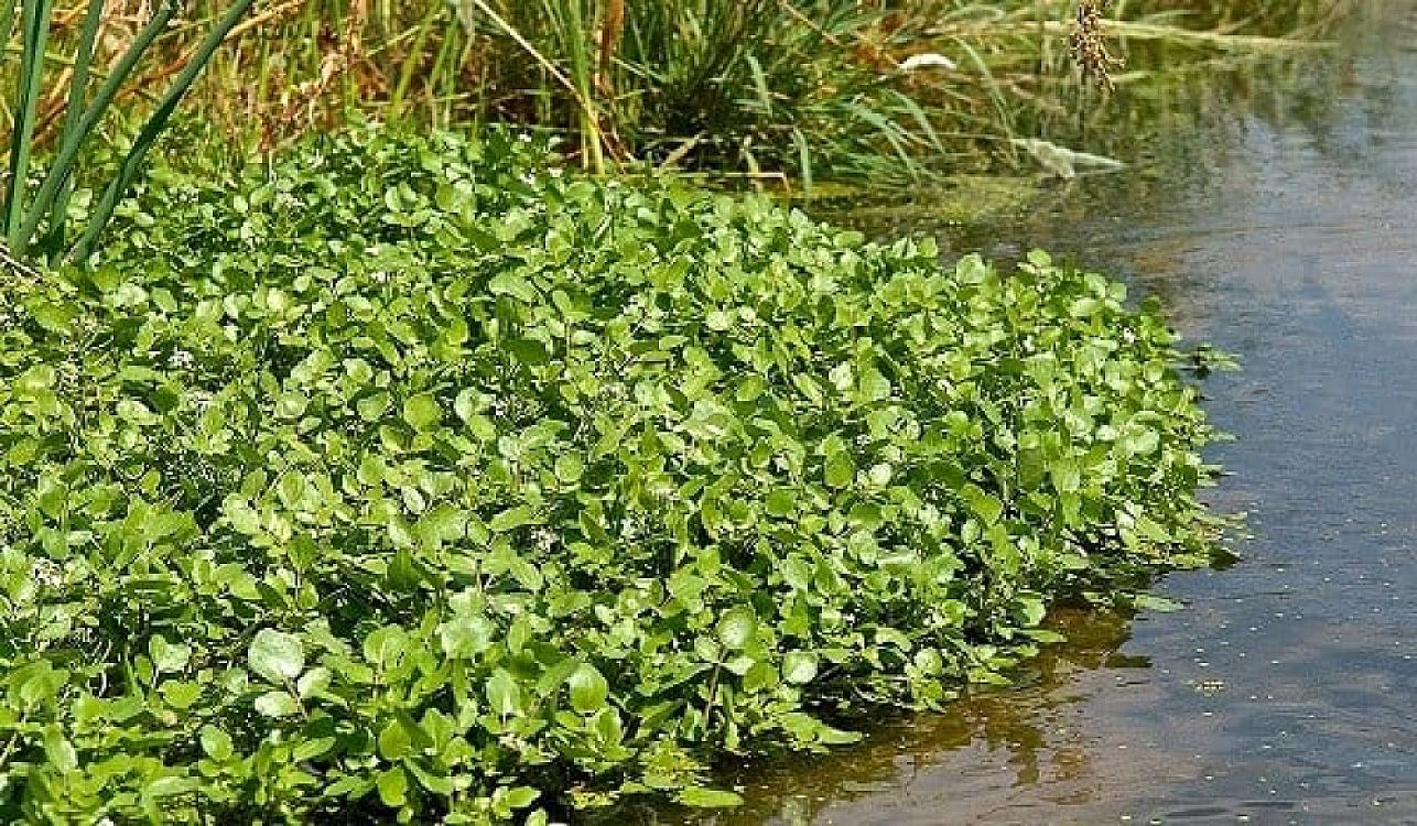 Dünyanın ən sağlam tərəvəzi 