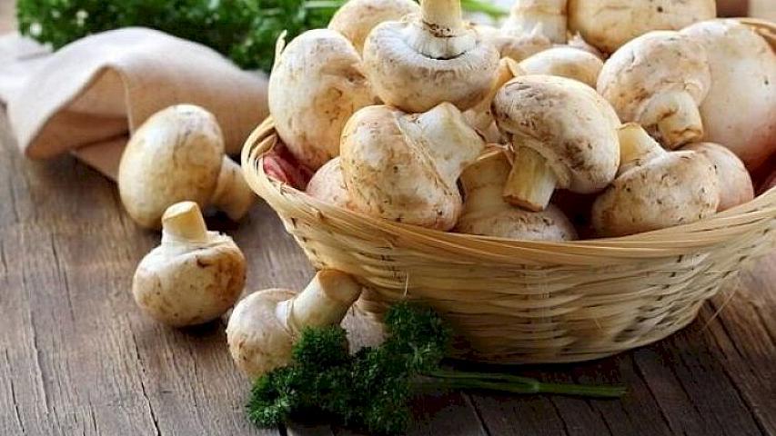 Göbələyin faydaları haqqında 