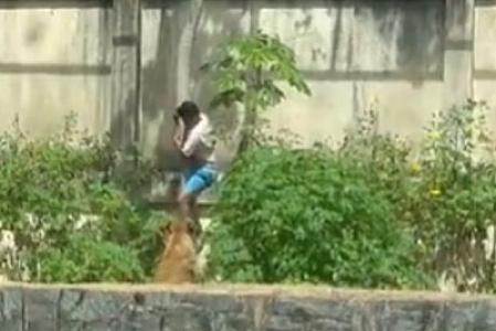 Aslan zoopark ziyarətçisini