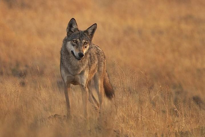 Canavarlar 2 uşağı