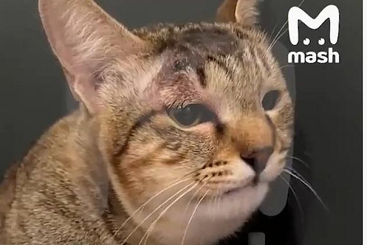 Pişik sahiblərini ilandan 