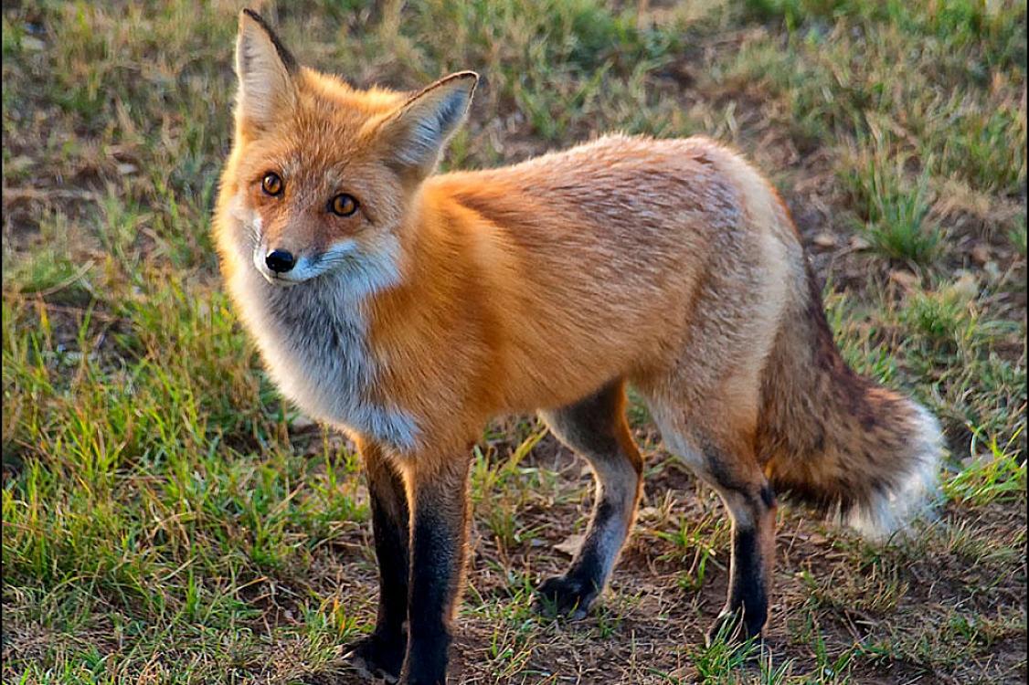 Tülkü bəsləyən kişinin görüntüləri maraq doğurdur - 