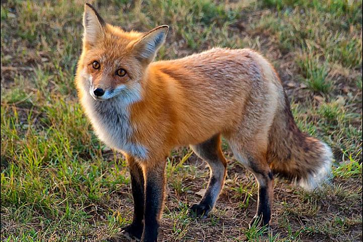 Tülkü bəsləyən kişinin görüntüləri maraq doğurdur - 