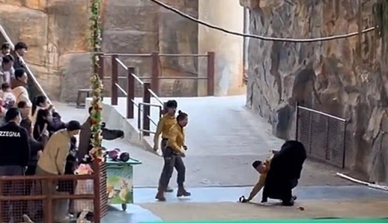 Ayı zoopark işçisinə hücum etdi - 