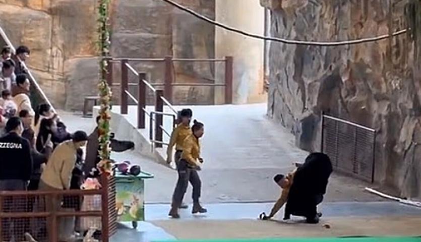 Ayı zoopark işçisinə hücum etdi - 