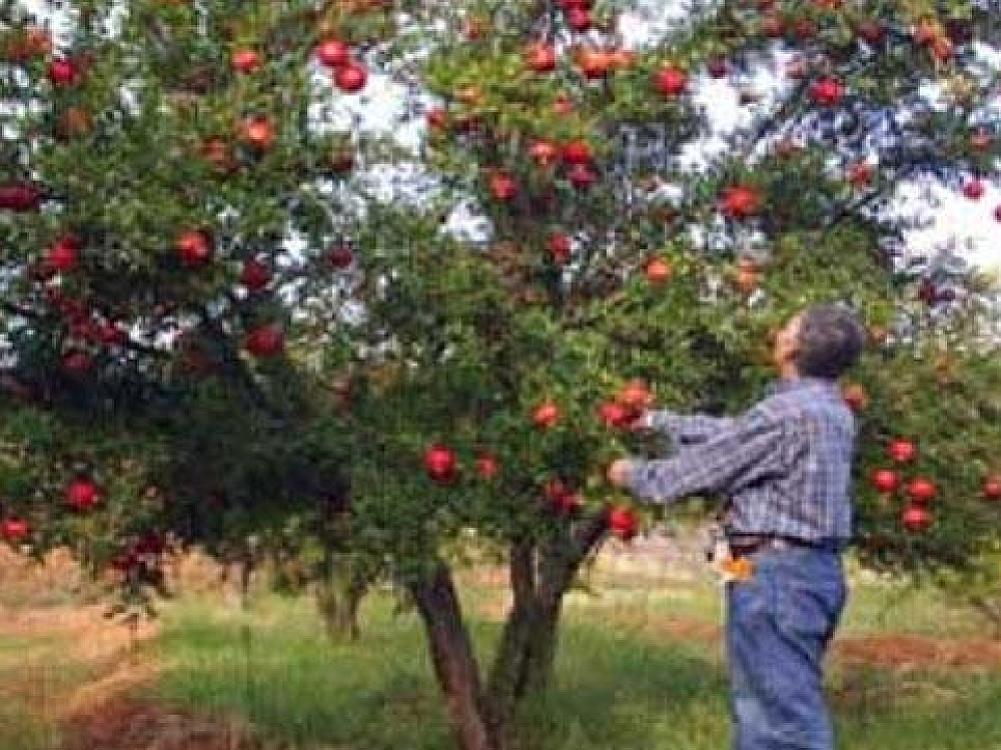 Yol kənarındakı meyvələri sakinlər yığa bilər? - 