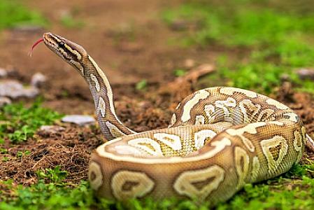 İlan kişini motosikletindən yıxıb 