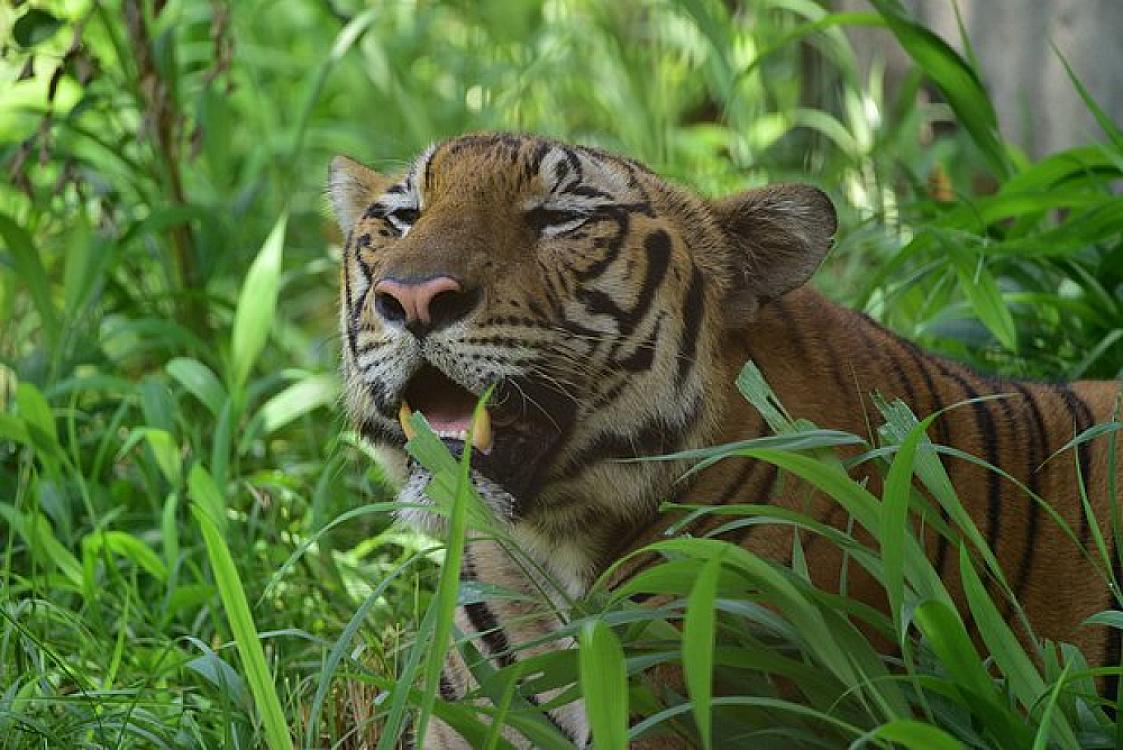 Qadın vəhşi pişiyin