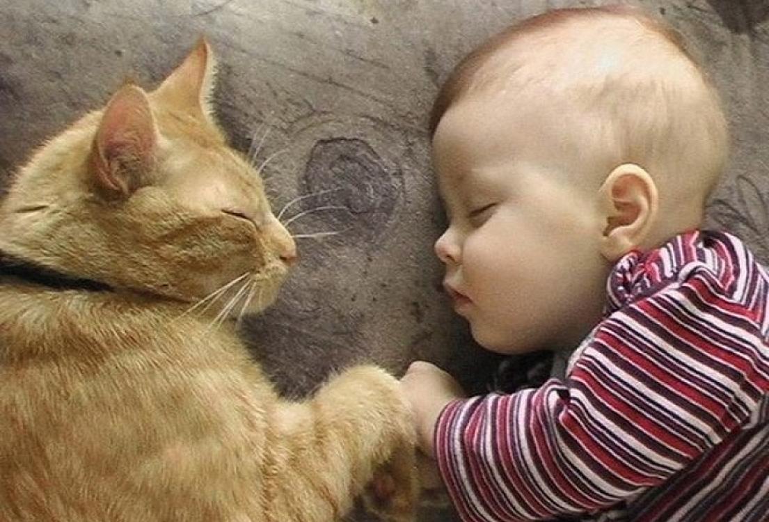 Azərbaycanda tərk edilmiş uşağı pişik qoruyub- 