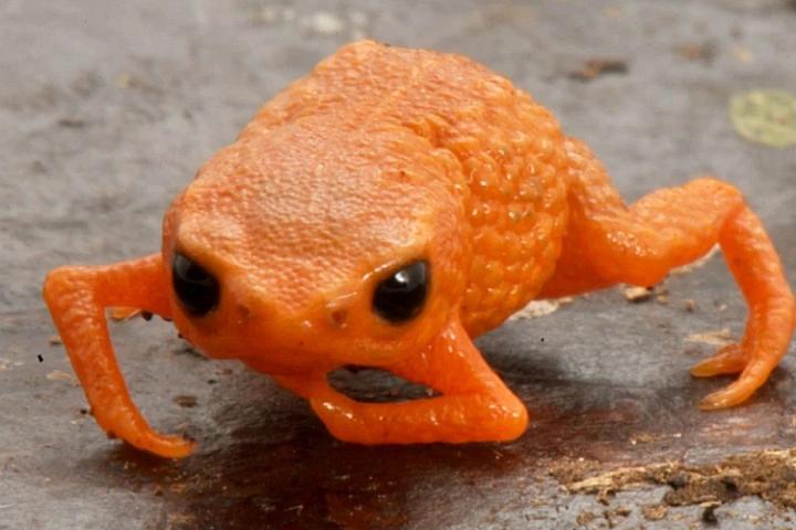 Yeni qurbağa növü Braziliya prezidentinin şərəfinə 