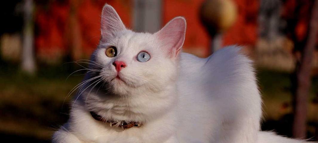 Niyə pişiklər divarı cırmaqlayır? -  