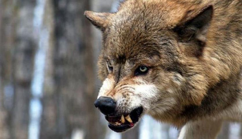 Ucarda canavarlar kəndə 