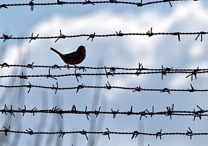 Amnistiya aktı necə qəbul olunur? - 