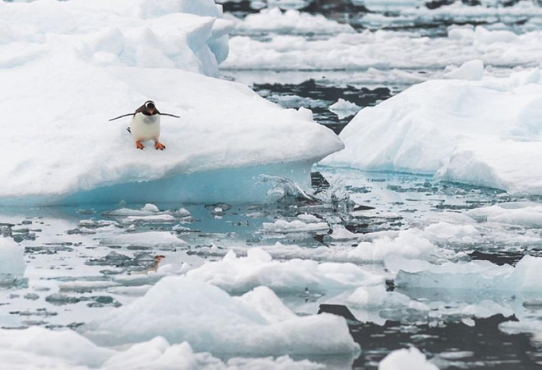 Arktikada hərarət rekord həddə çatıb