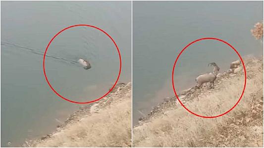 Dağ keçisi gölü üzərək keçib – 