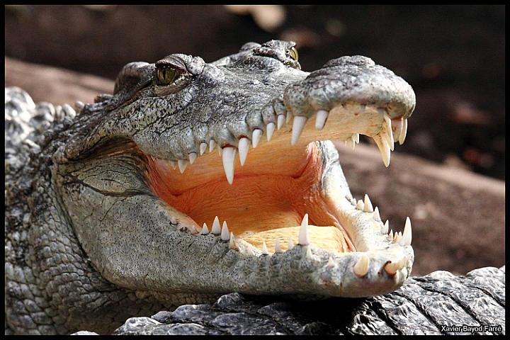 Timsah on yaşlı oğlana 