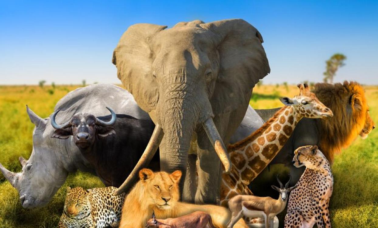 2025-ci ilin ən gülməli heyvan fotoları açıqlandı - 