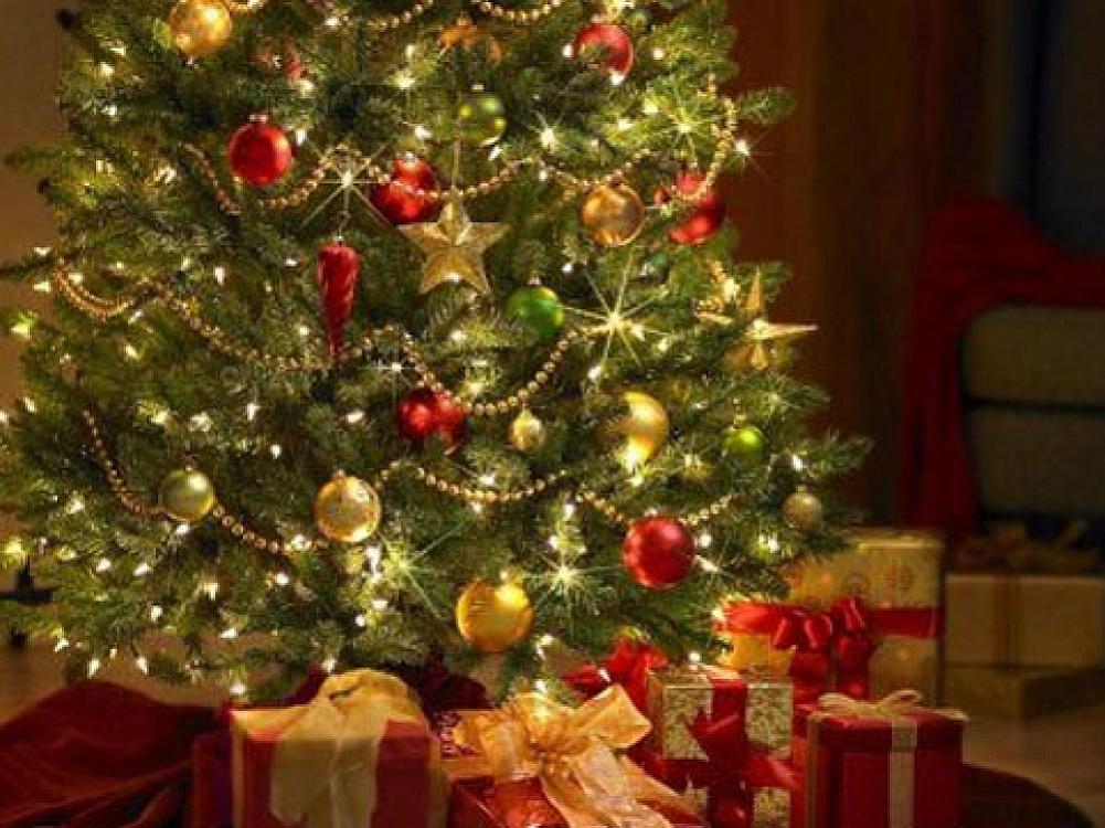 Yeni İl şam ağacları xəstəlik yayır? - 