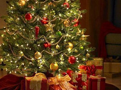 Yeni İl şam ağacları xəstəlik yayır? - 