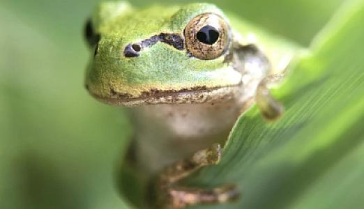 Şok nəticə: xərçəng hüceyrələrini tam məhv edən bakteriyalar 