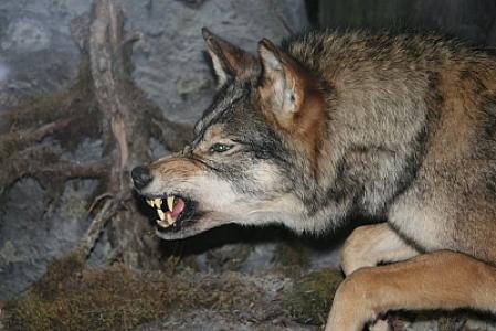 Şəkidə canavar kəndə hücum etdi: 