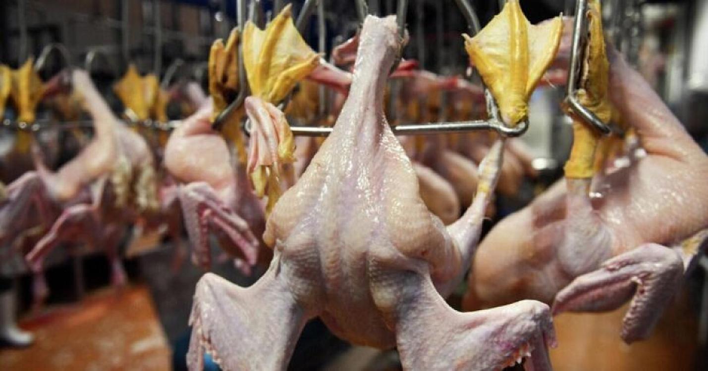 Bu toyuqları almayın - 