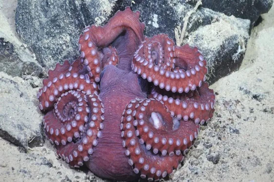 Ürək dayanır, amma həyat davam edir: