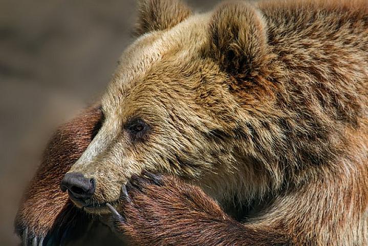 Ayı məktəbə girib şagirdə