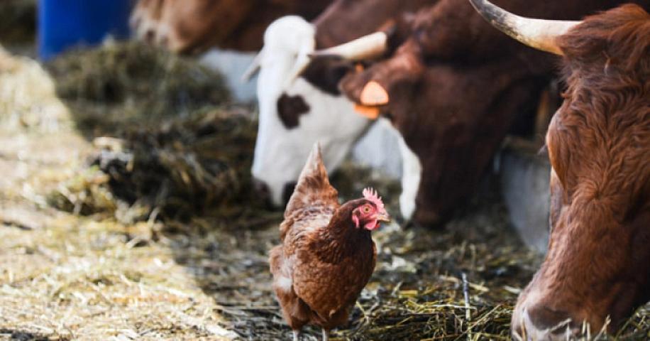 Bir sıra ölkələrdən Azərbaycana ət idxalına məhdudiyyət qoyulub