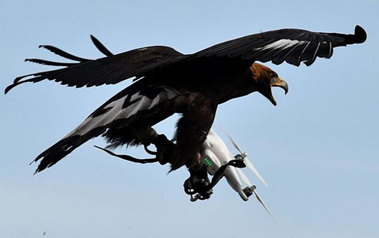 Türkiyədə qartal çəkiliş aparan dronu “ovladı” - 