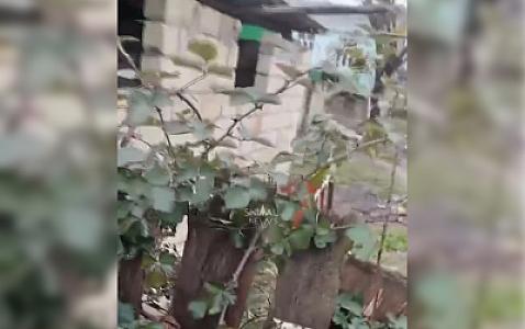 Ev sahibini öldürüb üstündə it damı tikdi - 