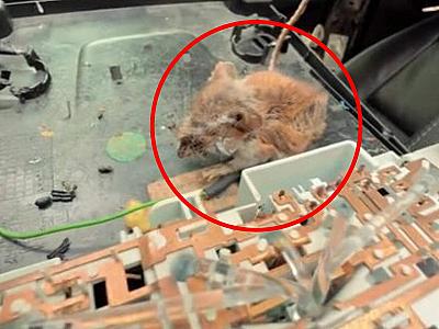 ABŞ-dən gələn maşından görün nə çıxdı -