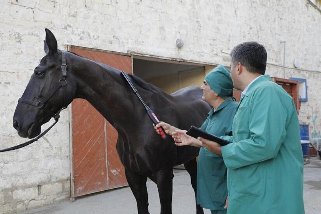 Azərbaycan atları Afrika xəstəliyindən azaddır – 