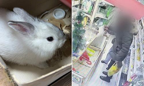 Hamilə arvadı üçün dovşan oğurladı –