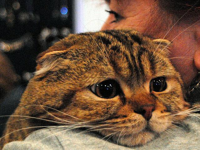 Bütün sahibləri ölüb, o yaşayır - 