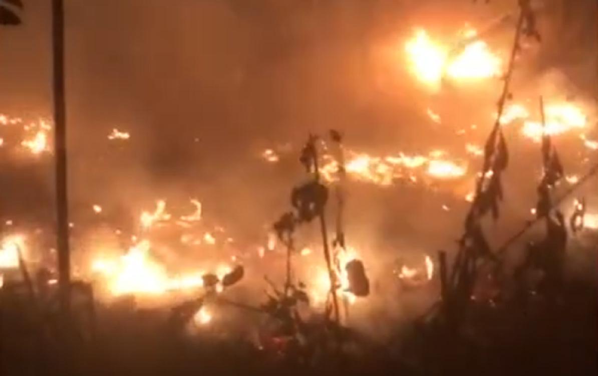 Bakıda ağaclıq sahədə yanğın baş verib -