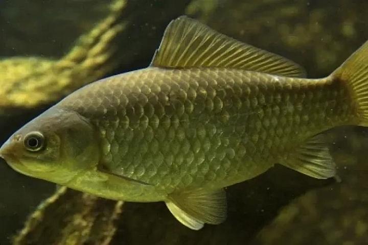 Sazan balığı sümüksüz olacaq