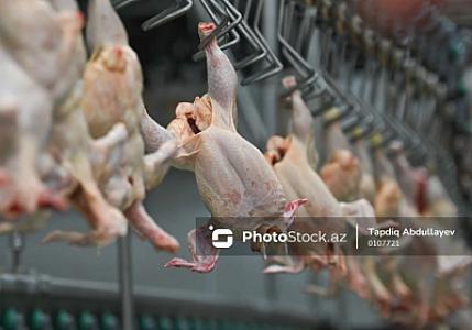 Mənşəyi məlum olmayan toyuqları rəngləyib "kənd məhsulu" kimi 