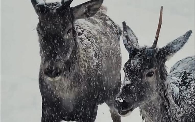 Maral sürüsünün qarlı havada maraqlı görüntüləri - 