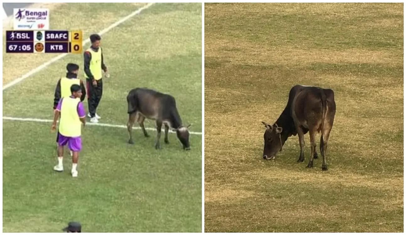 Futbolda bu da oldu: Meydana girən "müqəddəs" inəyi çıxarmaq istəmədilər - 