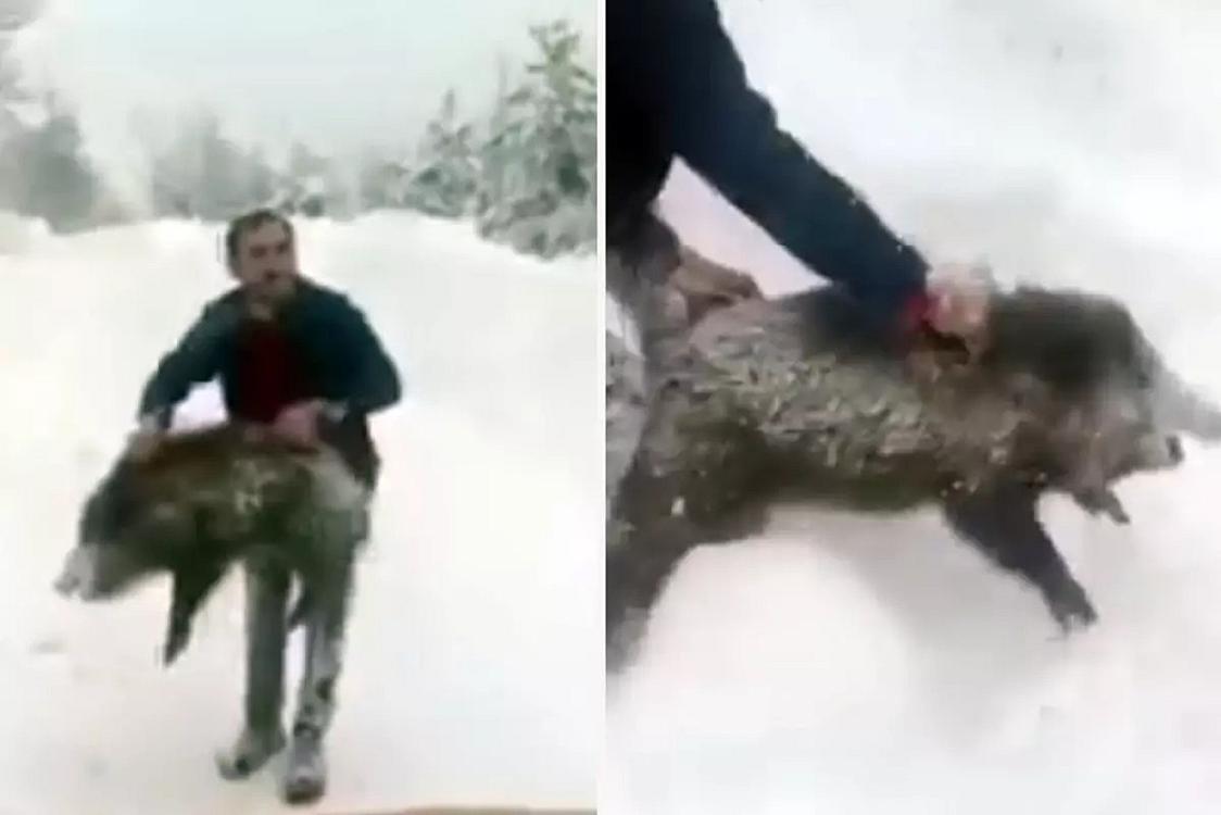 Əli ilə çöl donuzunu tutdu - 