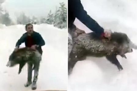 Əli ilə çöl donuzunu tutdu - 